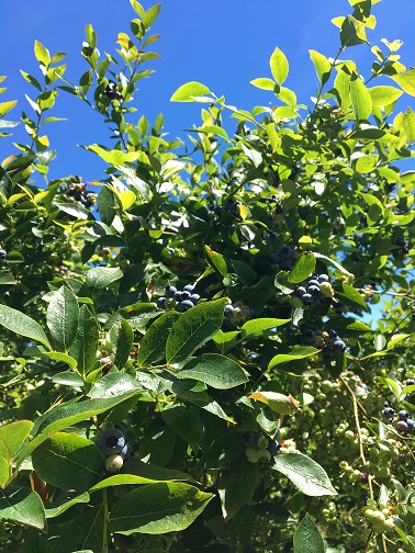 Myrtilles et petits fruits, les Vergers de Claud — photo 2