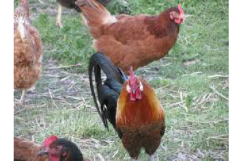 Volaille de La Ferme de Lagorce