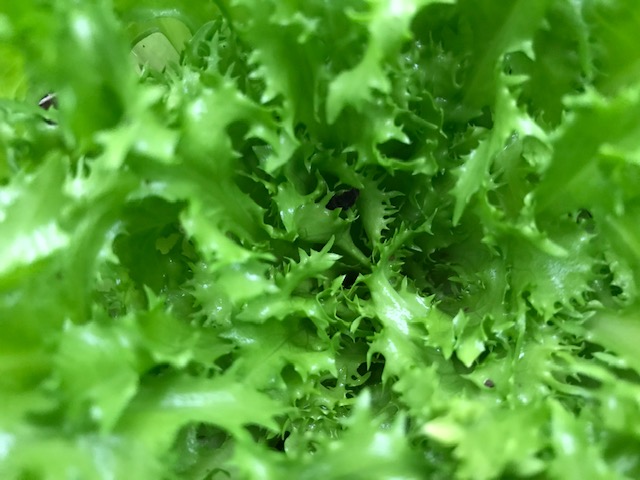 Les légumes de Legaud