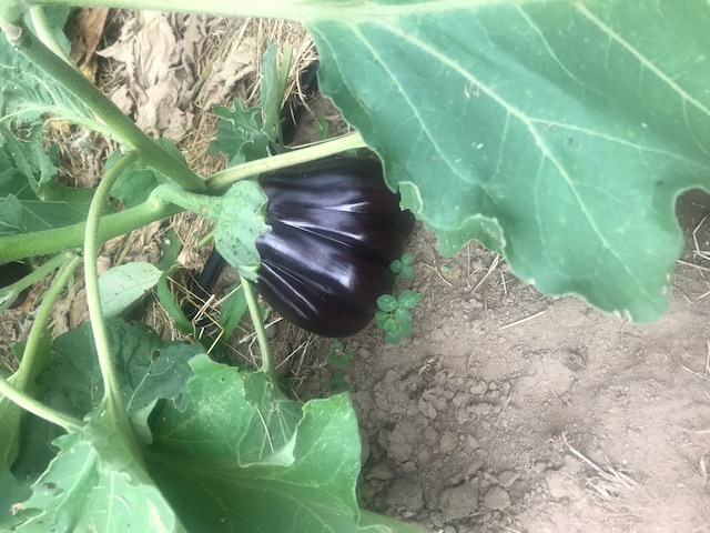Les légumes de Legaud