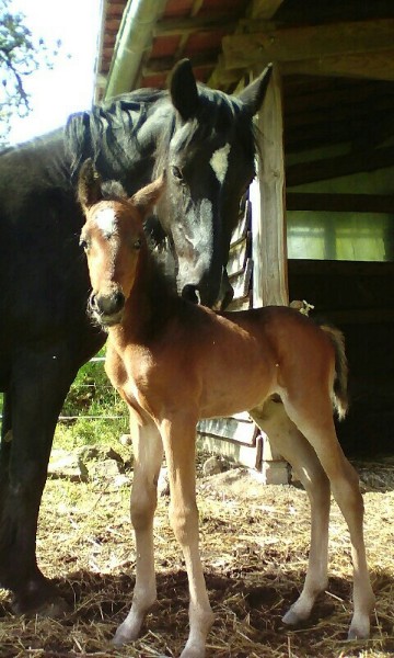 Centre équestre Les Abeilles