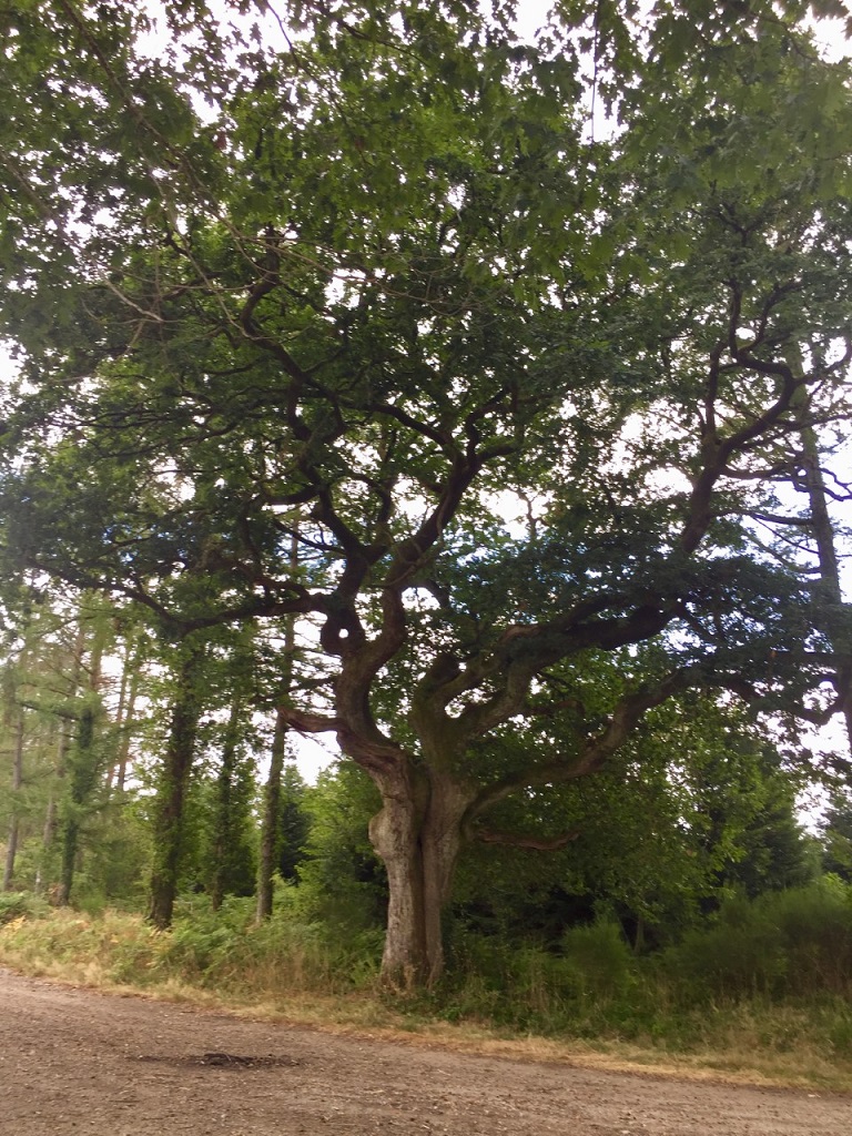 Le Mont Larron, Saint-Julien-le-Petit - photo 2
