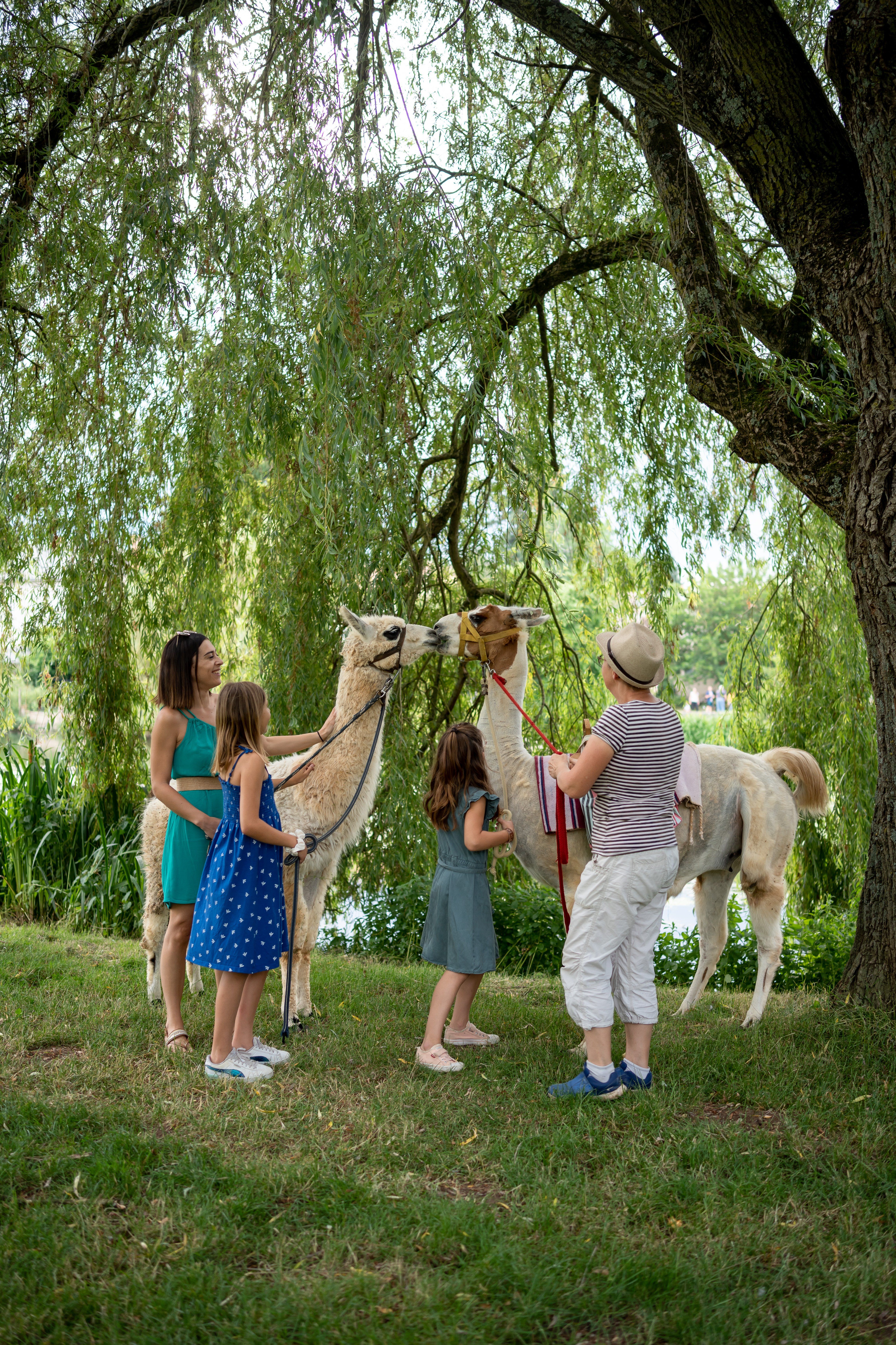 Lama Rando de Jazeneuil