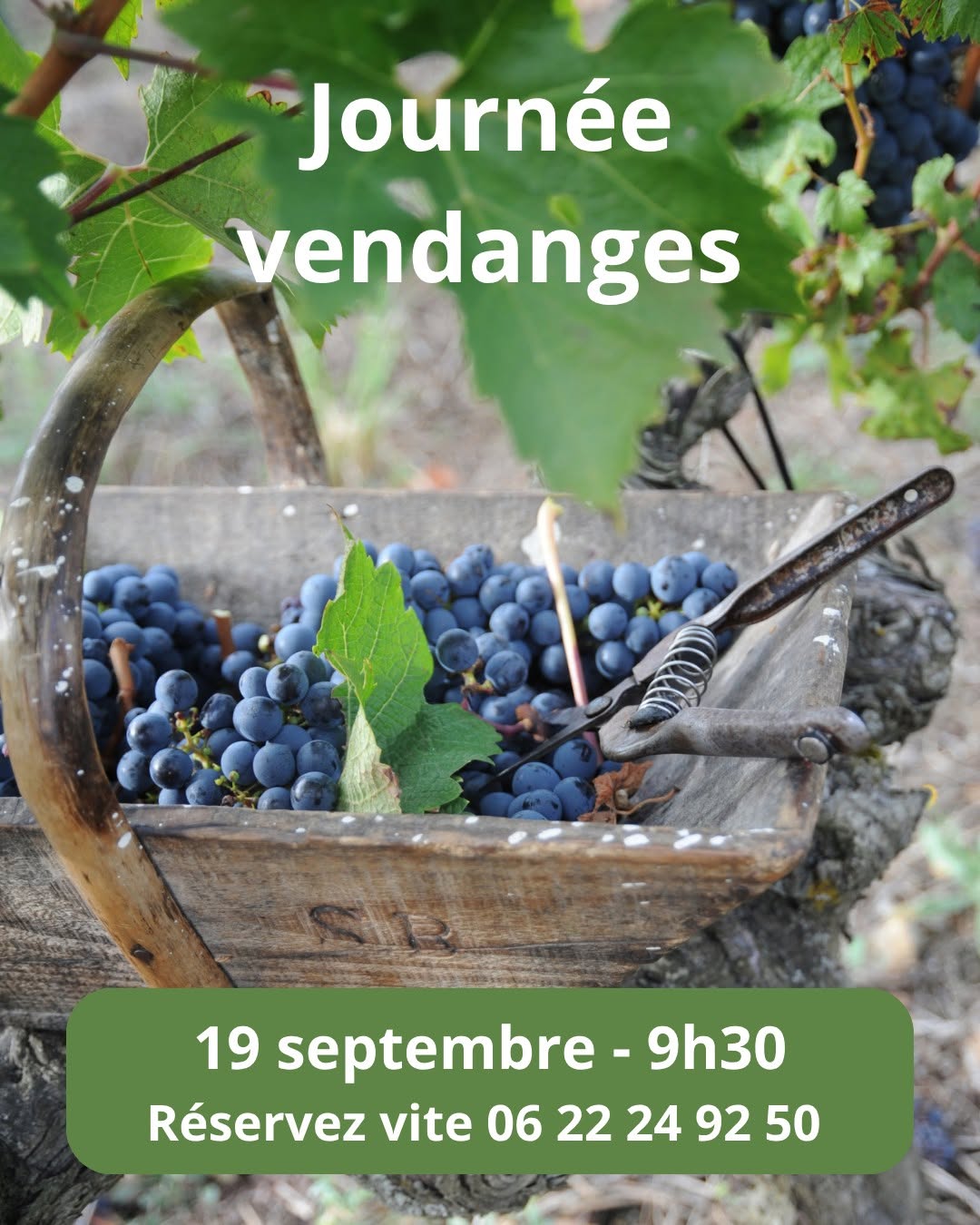 Journée vendanges au Château De La Croix (date avancée)