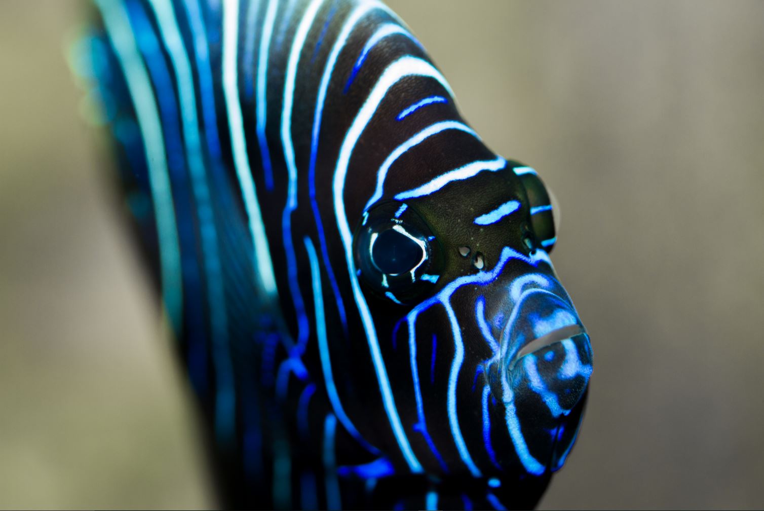 Aquarium du Limousin