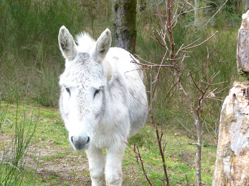 L'Âne à Marie