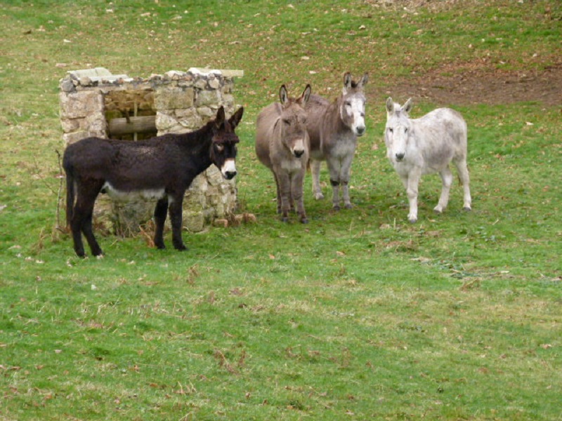 L'Âne à Marie - photo 3