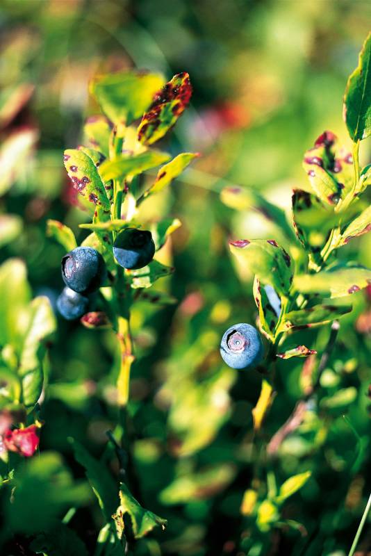 Production de myrtilles - Morgane Charpentier