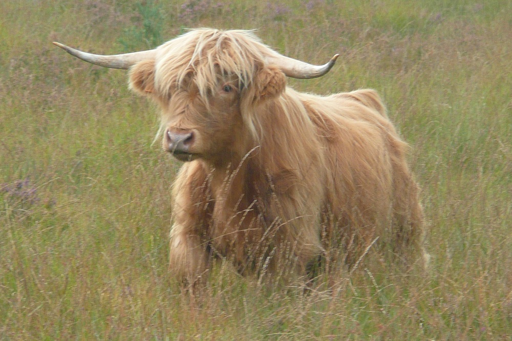 La ferme de Jolie Fleur