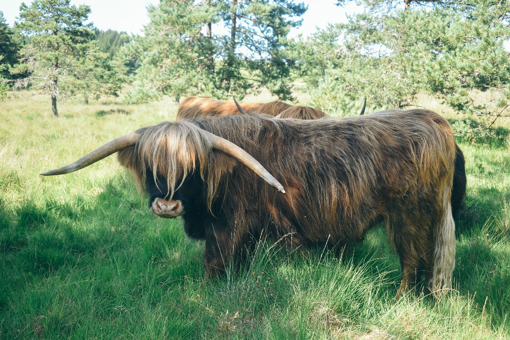 La ferme de Jolie Fleur, Péret-Bel-Air