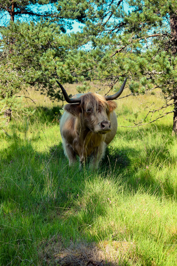 La ferme de Jolie Fleur, Péret-Bel-Air - photo 5