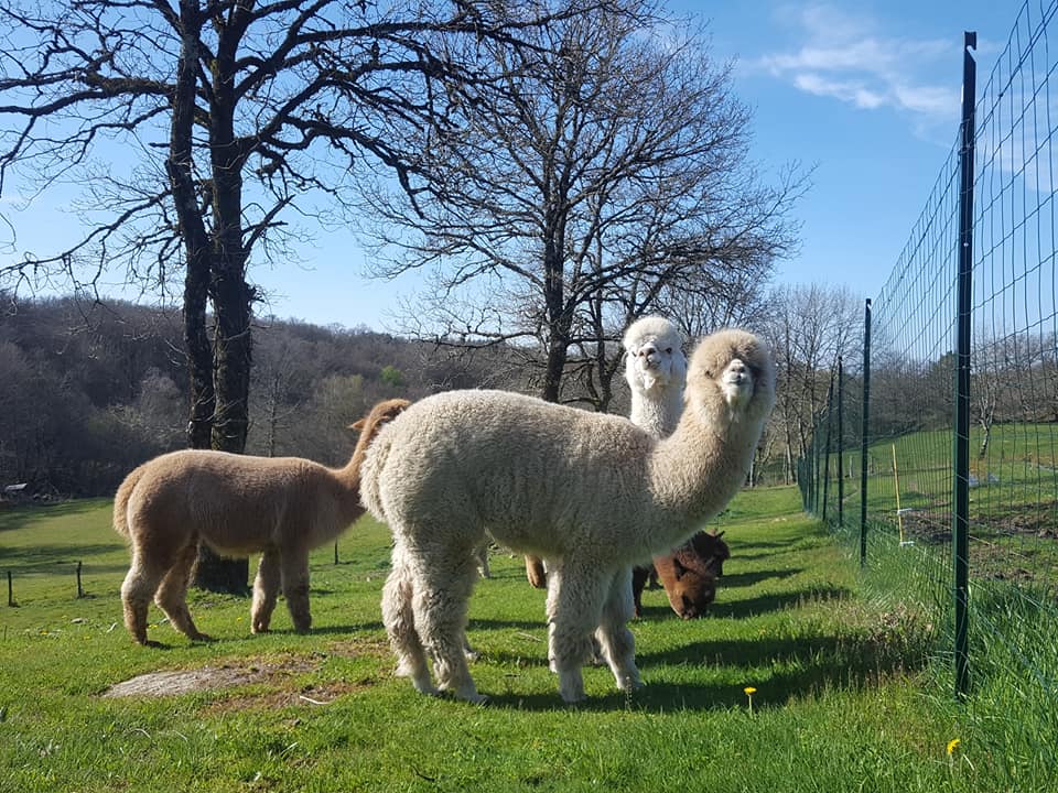 Les Alpagas des Monédières, Chaumeil