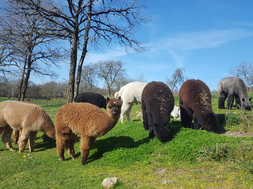 Les Alpagas des Monédières, Chaumeil - photo 4