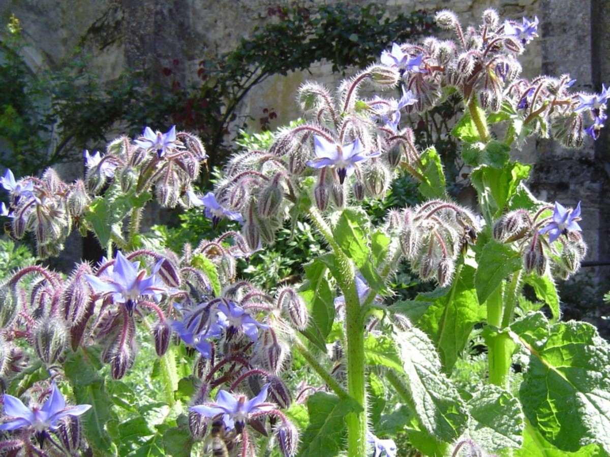 Jardin des Plantes Médicinales et Verger, Saint-Marc-la-Lande - photo 2