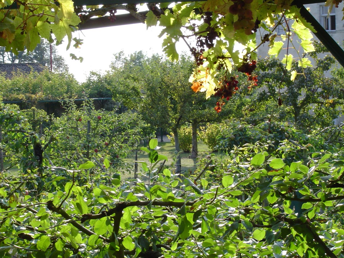 Jardin des Plantes Médicinales et Verger, Saint-Marc-la-Lande - photo 4