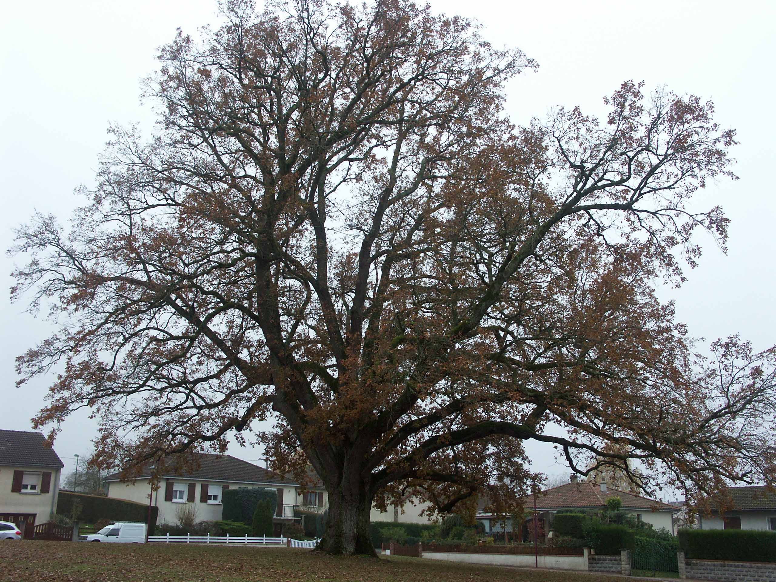 Chêne remarquable de Charroux, Bosmie-l'Aiguille