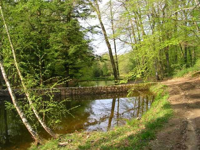 Forêt des Loges, Saint-Priest-sous-Aixe - photo 4