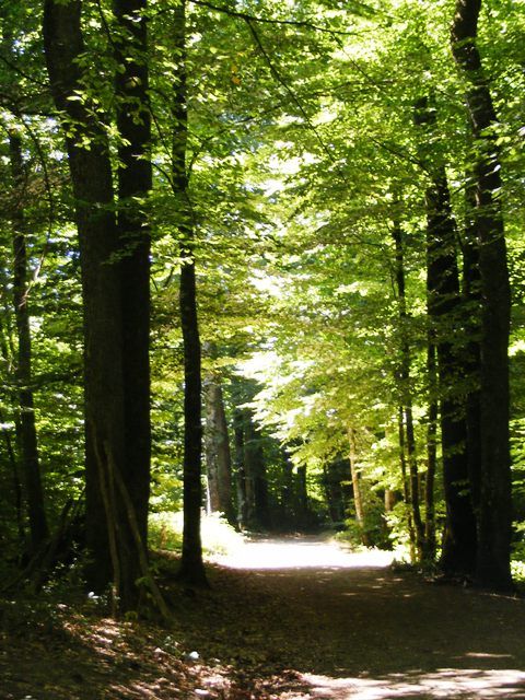 Forêt des Loges, Saint-Priest-sous-Aixe