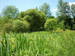 Sentier d'interprétation des bords de Vienne, Aixe-sur-Vienne - photo 3
