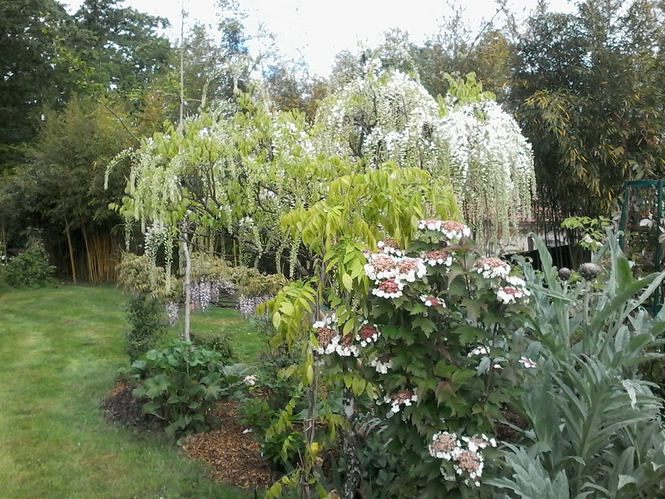 Jardin Hydrangéas et Cie, Burgnac - photo 2