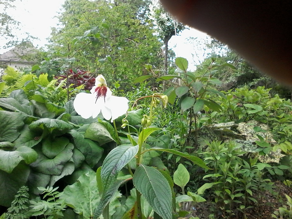 Jardin Hydrangéas et Cie, Burgnac