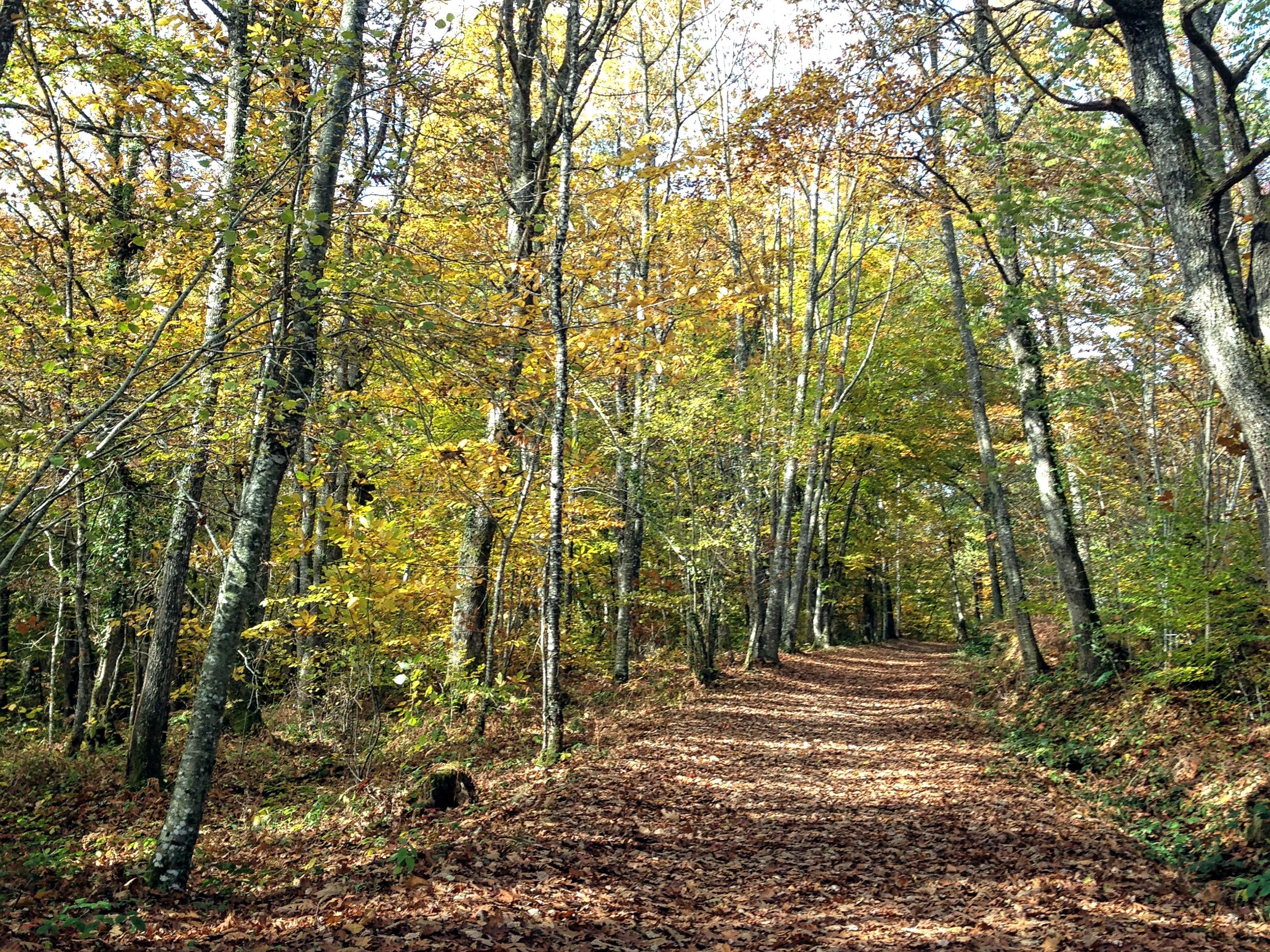 La Boucle VTT de Saint-Priest-sous-Aixe - Circuit n°1 Val de Vienne Tour, Saint-Priest-sous-Aixe