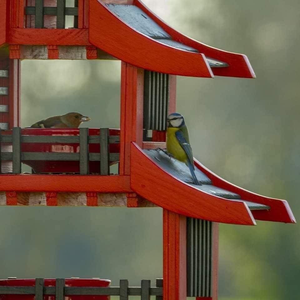 Chambres d'hôtes "Les Mésanges", Combrand - photo 19