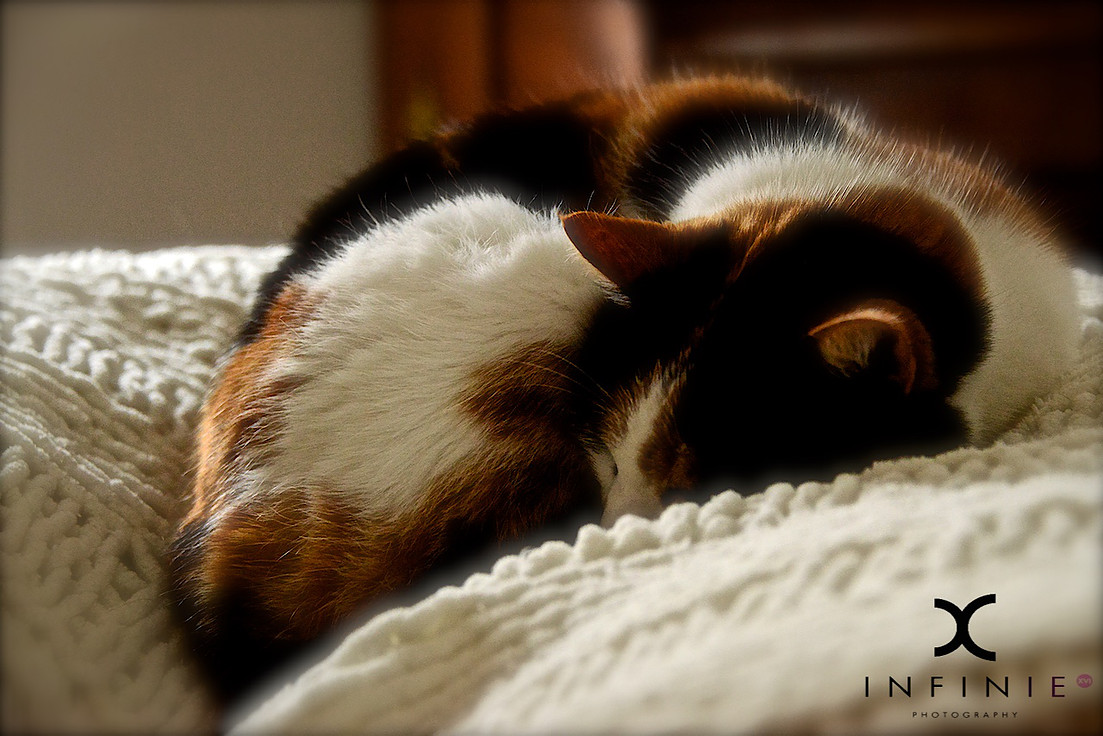 Domaine du Salabert, Saint-Martial-de-Gimel - photo 13