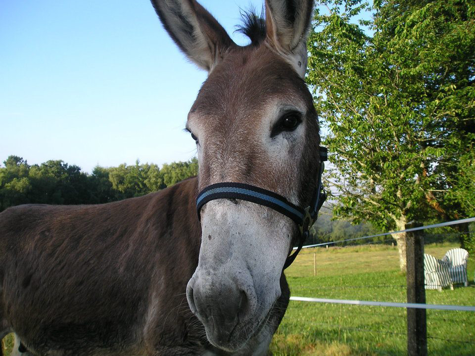 Domaine du Salabert, Saint-Martial-de-Gimel - photo 29