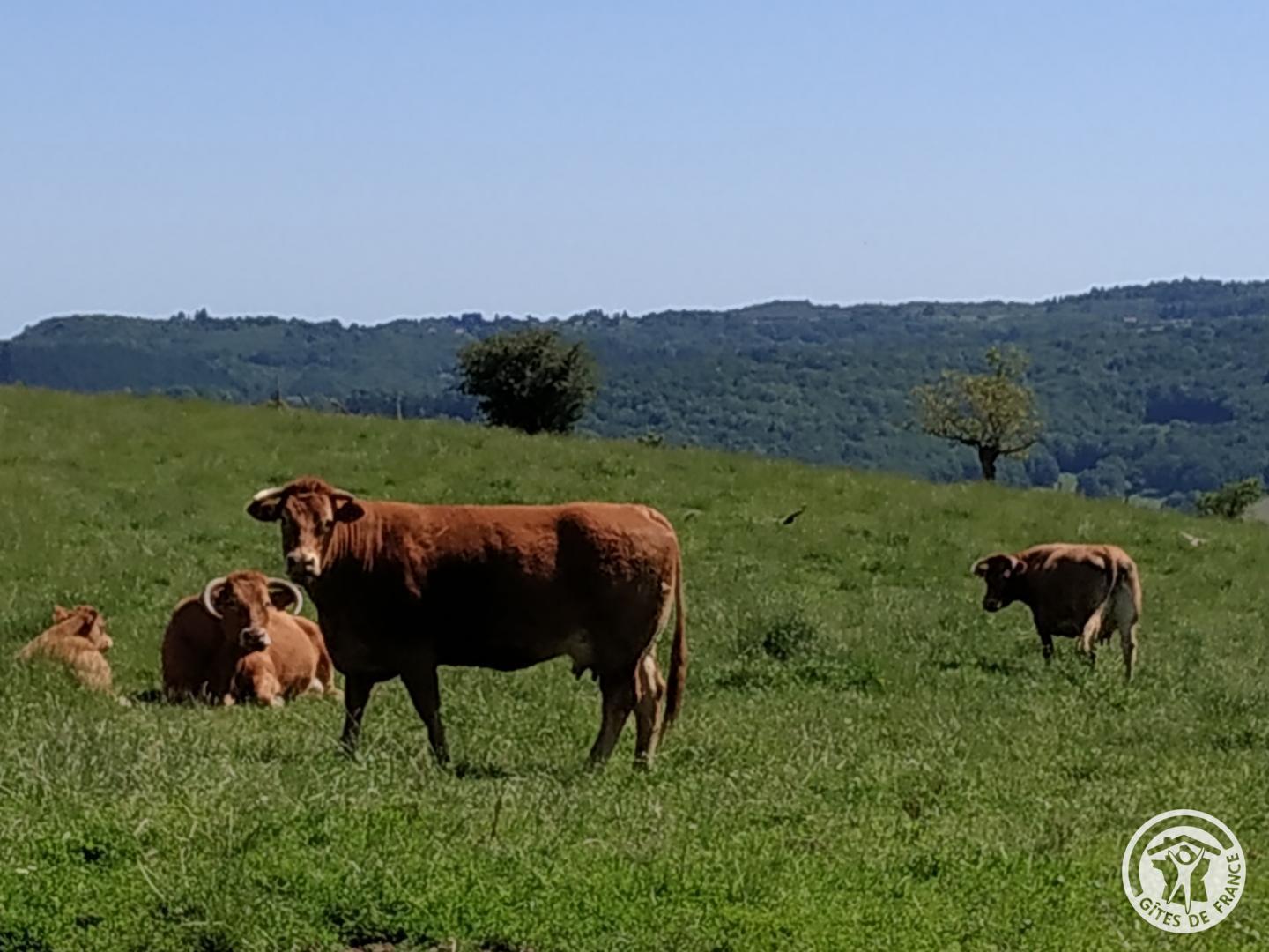 Location Gîtes de France chez Jeannette, Albignac - photo 115