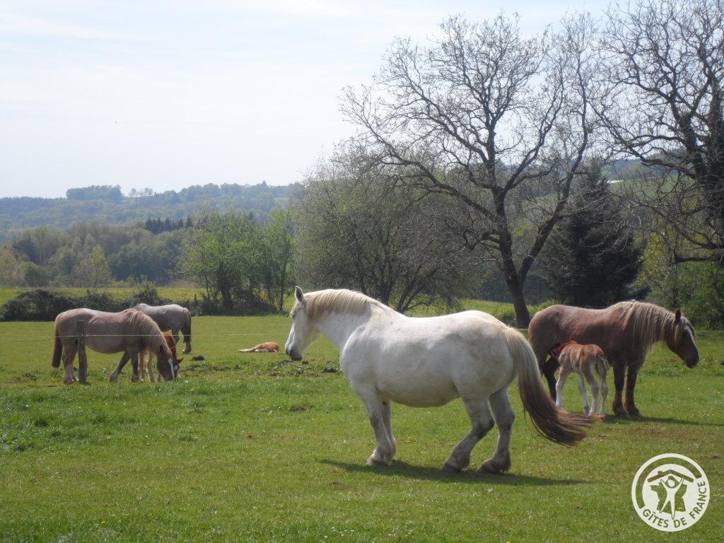 Gîte la Chartroulle, Allassac - photo 614