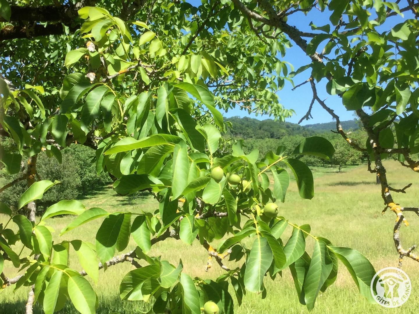 Location Gîtes de France  - Réf : 19G2210, Saillac - photo 82