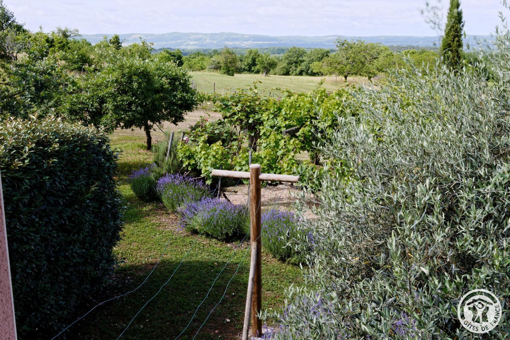 la vigne du causse, Saint-Julien-Maumont - photo 145