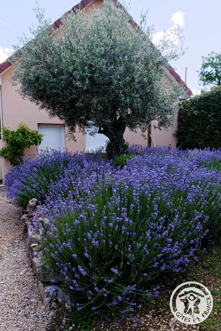 la vigne du causse, Saint-Julien-Maumont - photo 142