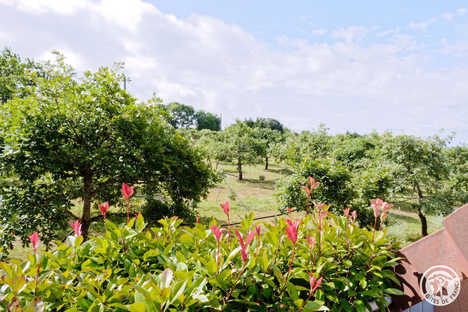 la vigne du causse, Saint-Julien-Maumont - photo 149