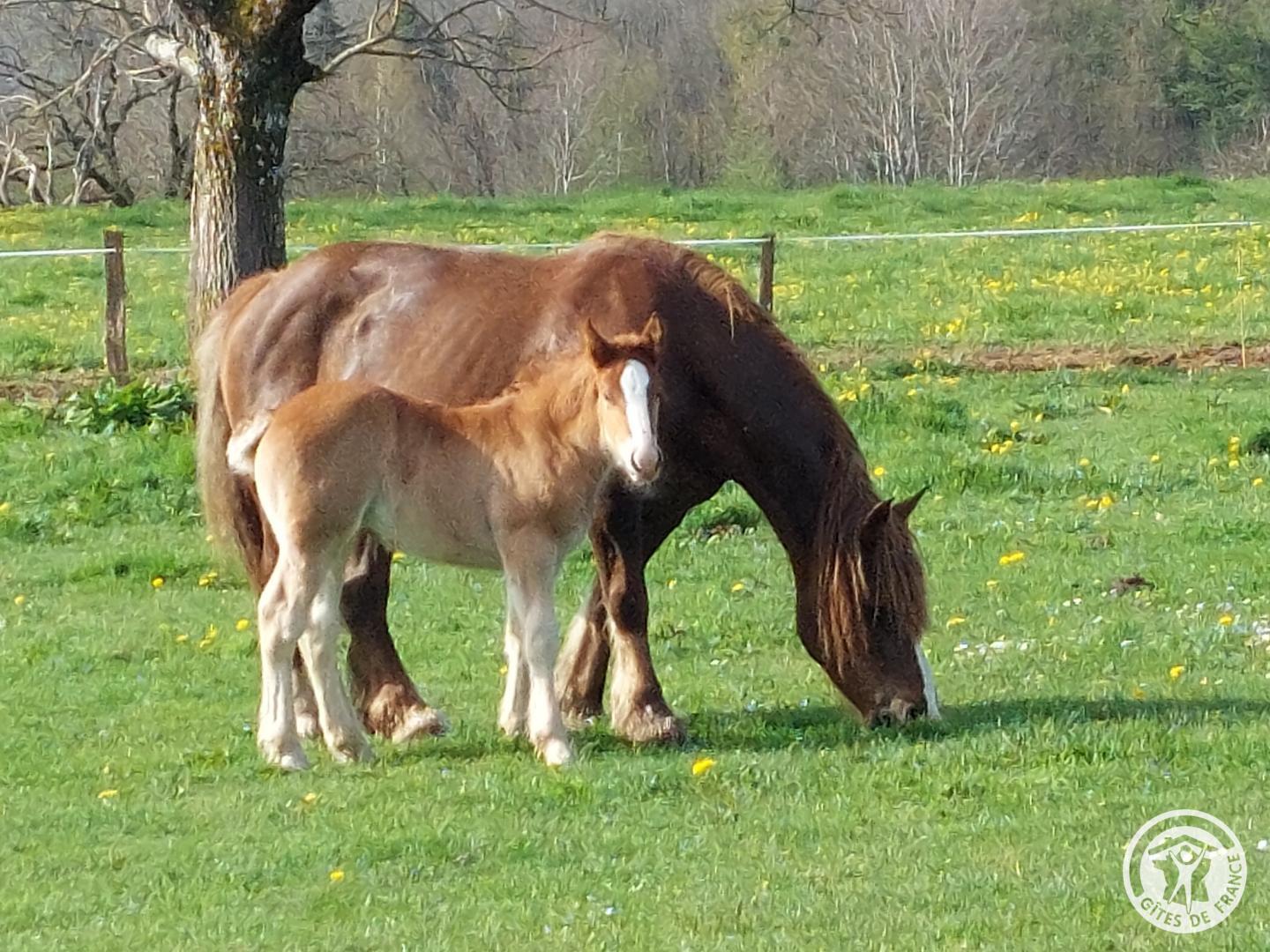 Gite Le Gauliat, Saint-Pardoux-l'Ortigier - photo 96