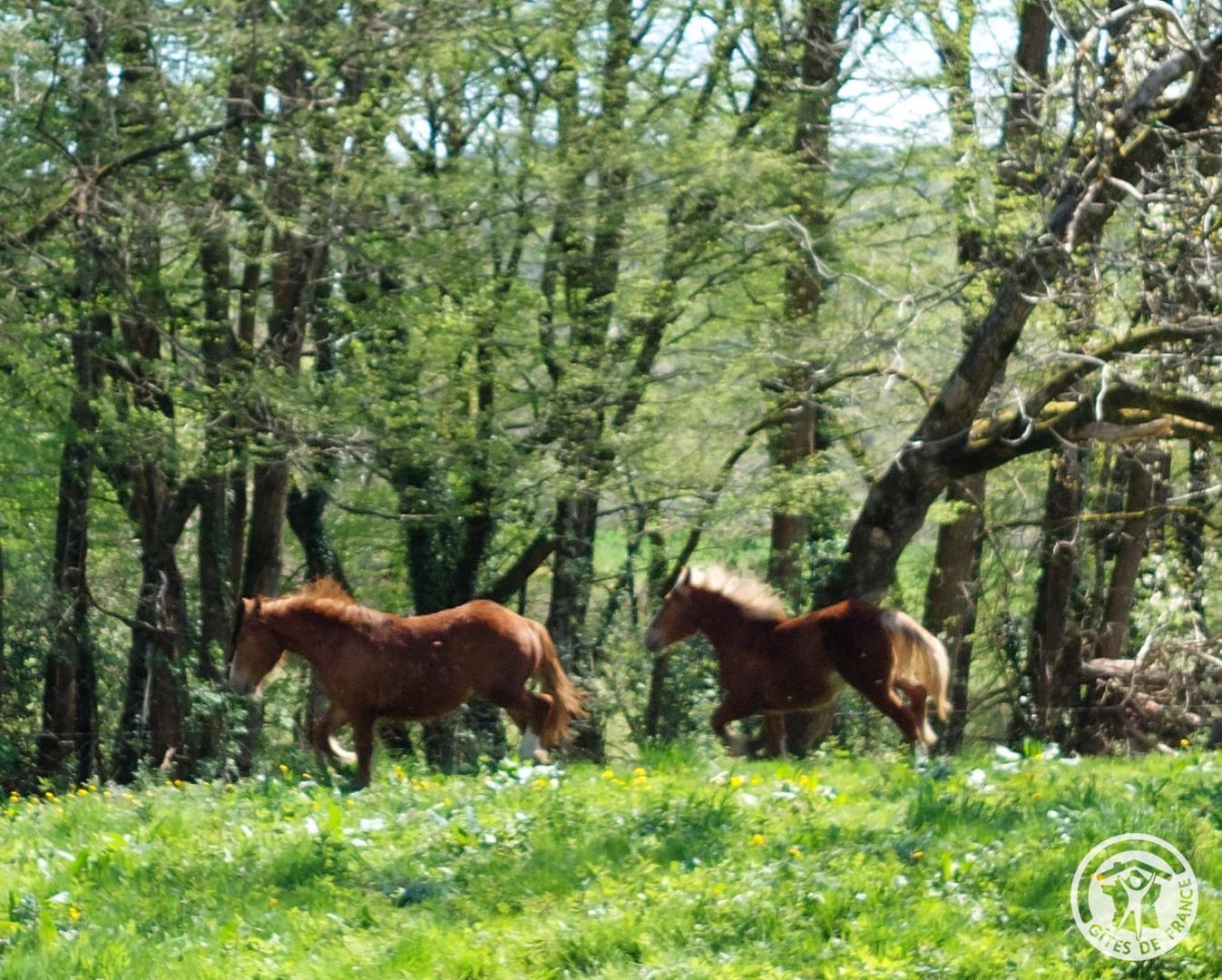 Gite Le Gauliat, Saint-Pardoux-l'Ortigier - photo 92