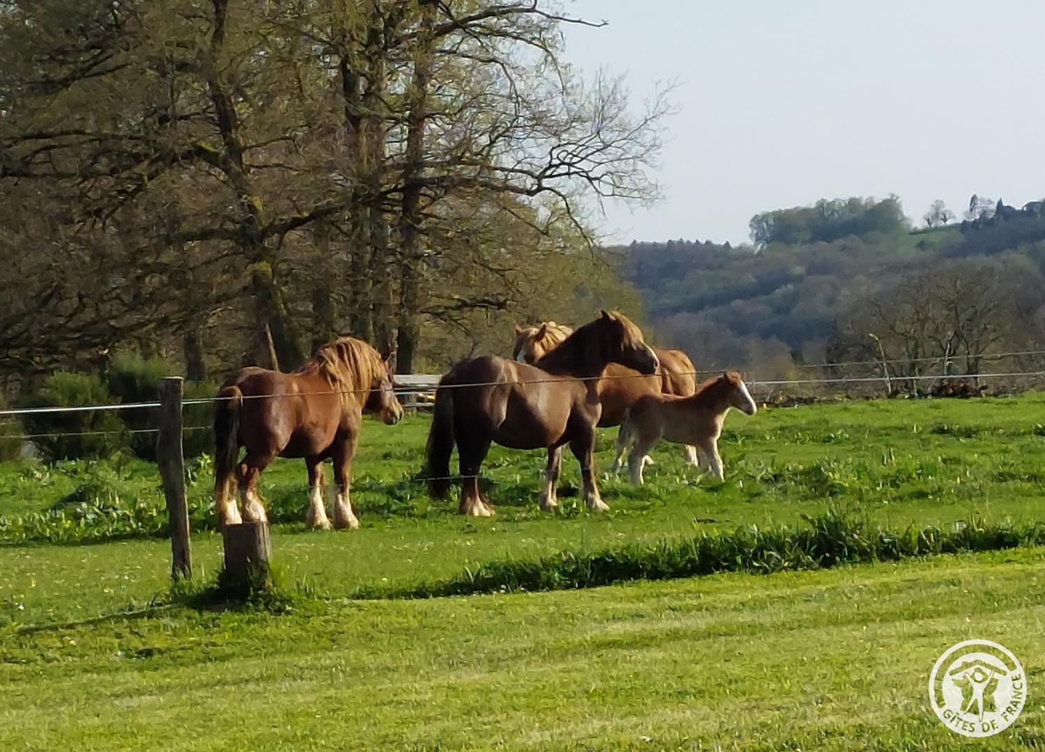 Gite Le Gauliat, Saint-Pardoux-l'Ortigier - photo 102