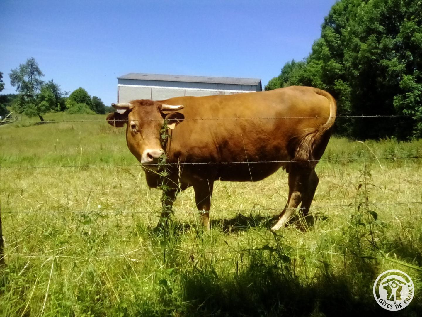 Le Noyer, Sainte-Féréole - photo 113
