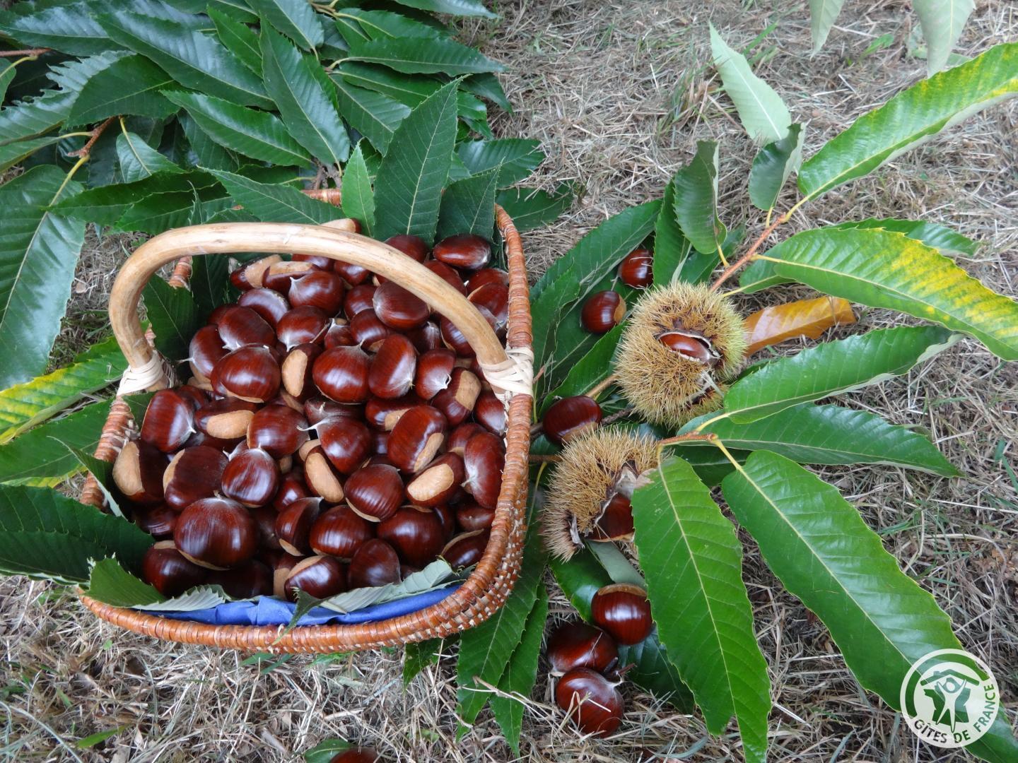 La Treille, Concèze - photo 407
