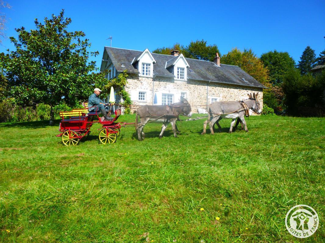 Le Gîte des ânes- Ludogîte, Condat-sur-Ganaveix - photo 40