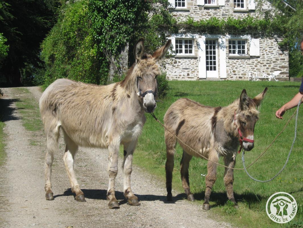 Le Gîte des ânes- Ludogîte, Condat-sur-Ganaveix - photo 34