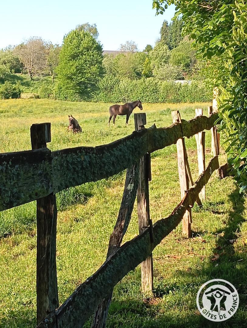 C'est tout Vert, Condat-sur-Ganaveix - photo 435