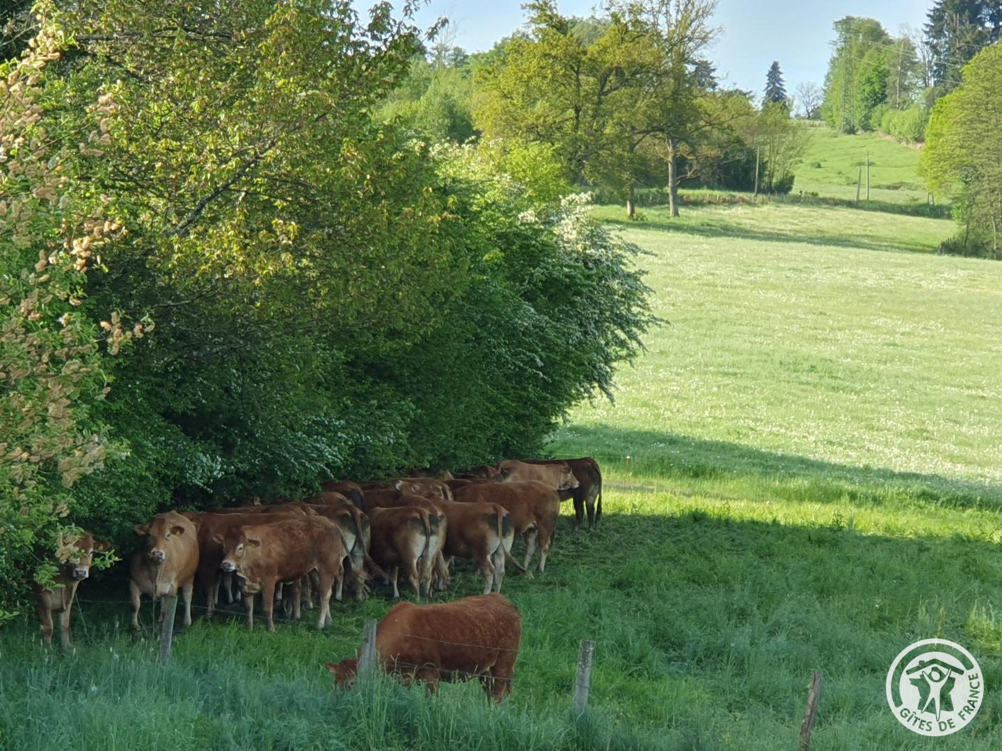 Au Grain de Folie, Lubersac - photo 424