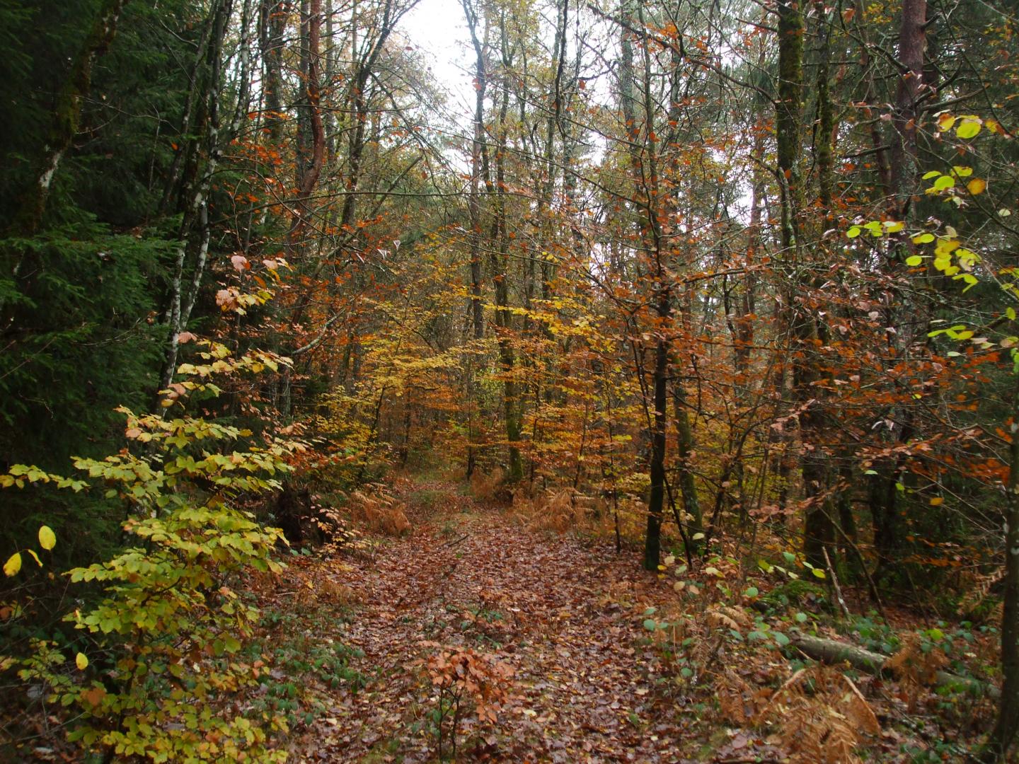 Gîte et jardins fleuris, Sornac - photo 3