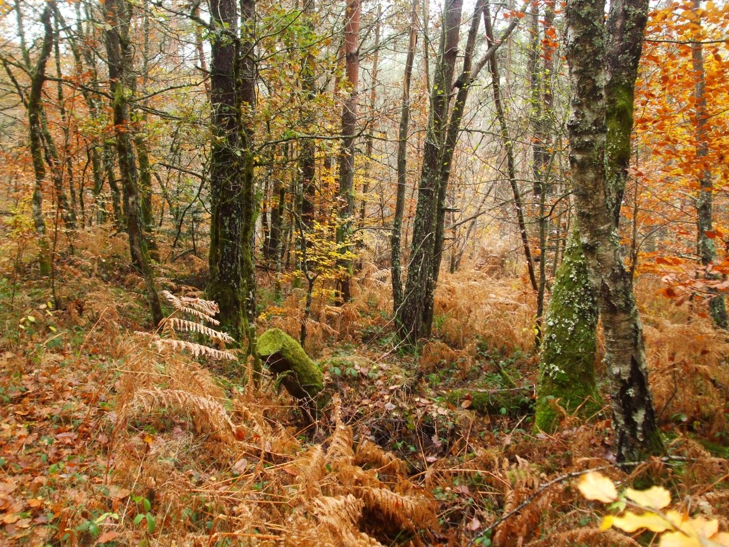 Gîte et jardins fleuris, Sornac - photo 11