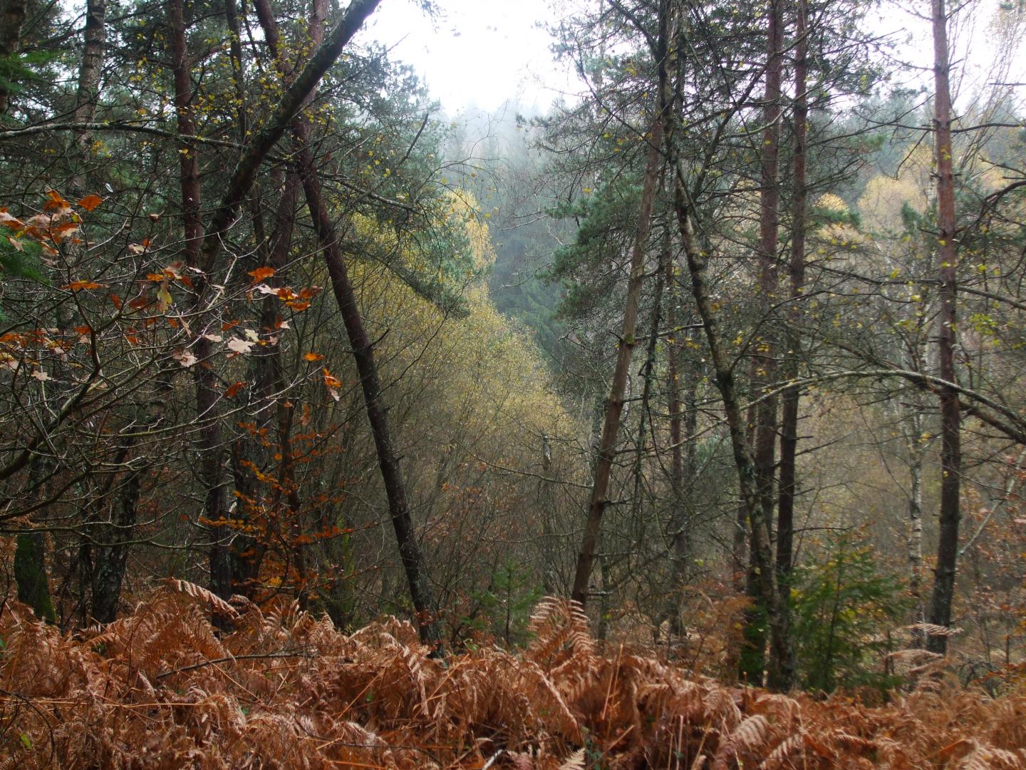 Gîte et jardins fleuris, Sornac - photo 29