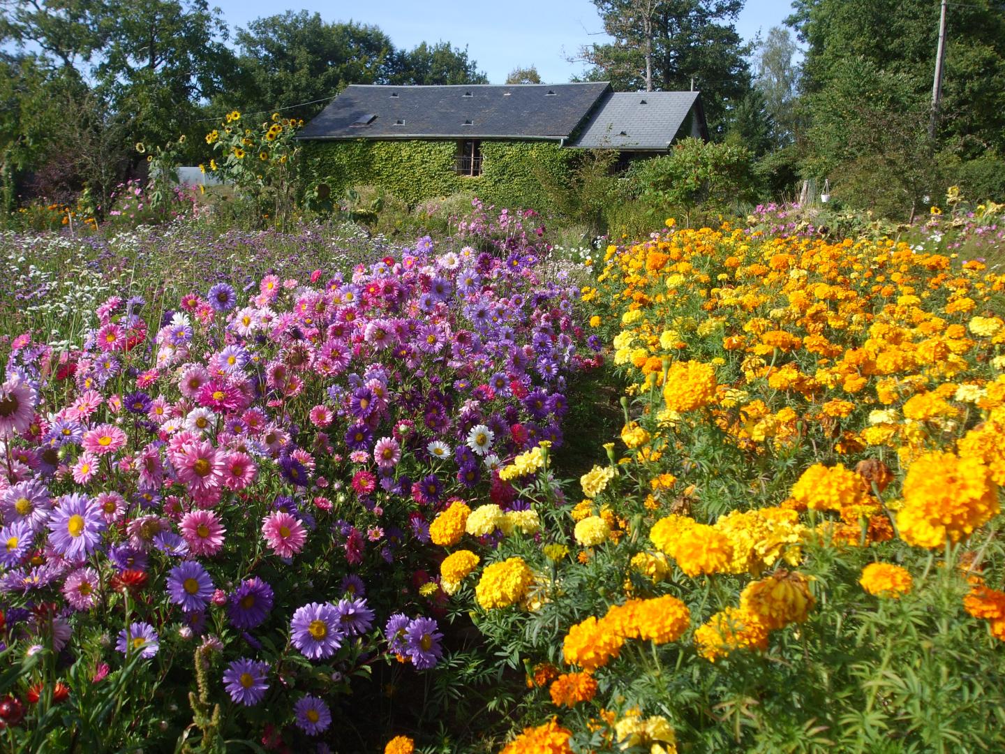 Gîte et jardins fleuris, Sornac - photo 15