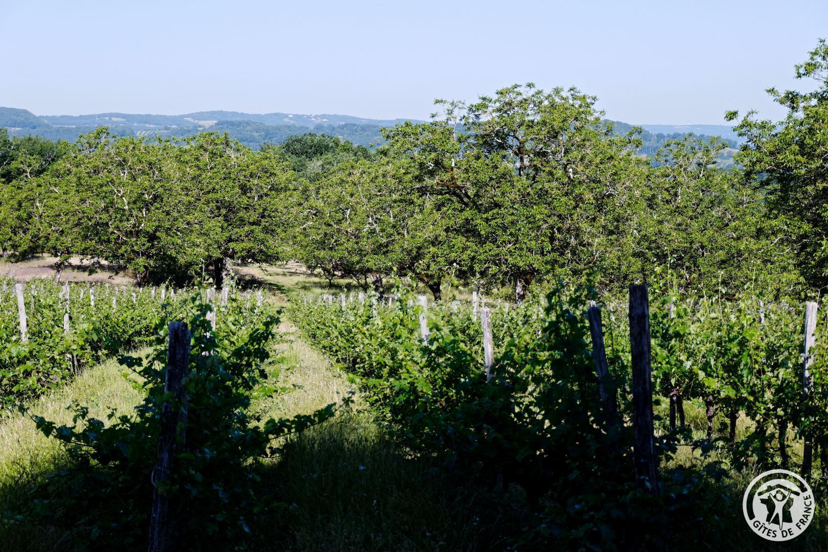 Belleviste, Queyssac-les-Vignes - photo 184