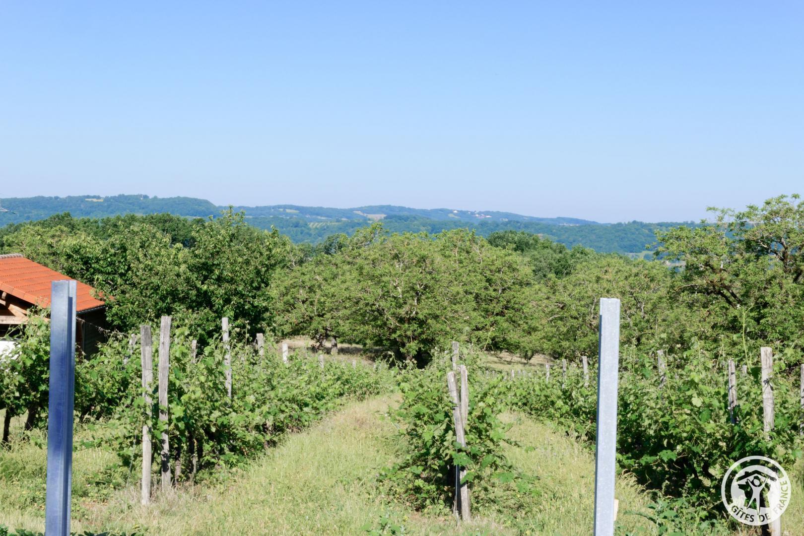 Belleviste, Queyssac-les-Vignes - photo 177